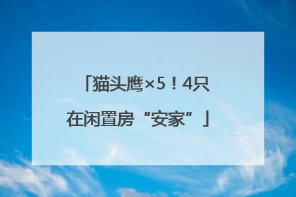 猫头鹰×5！4只在闲置房“安家”