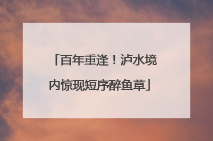 百年重逢！泸水境内惊现短序醉鱼草