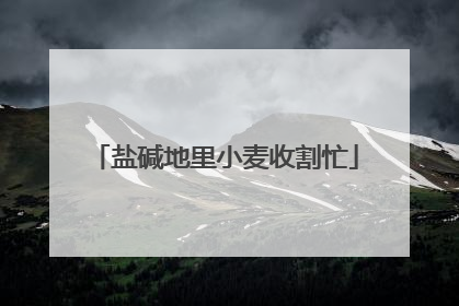 盐碱地里小麦收割忙