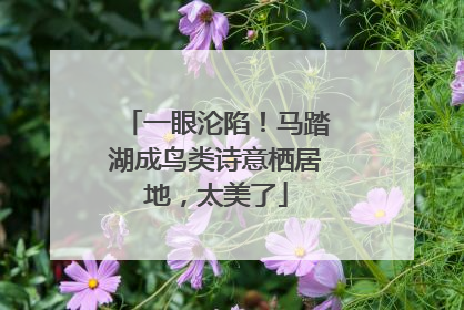 一眼沦陷！马踏湖成鸟类诗意栖居地，太美了
