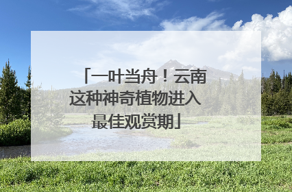 一叶当舟！云南这种神奇植物进入最佳观赏期
