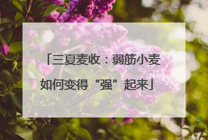 三夏麦收：弱筋小麦如何变得“强”起来
