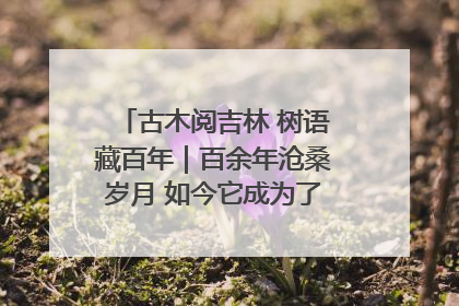 古木阅吉林 树语藏百年｜百余年沧桑岁月 如今它成为了“镇园之宝”