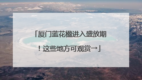 厦门蓝花楹进入盛放期！这些地方可观赏→