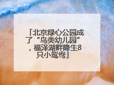 北京绿心公园成了“鸟类幼儿园”，福泽湖畔降生8只小鸳鸯