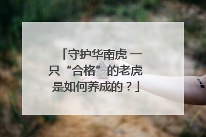 守护华南虎 一只“合格”的老虎是如何养成的？