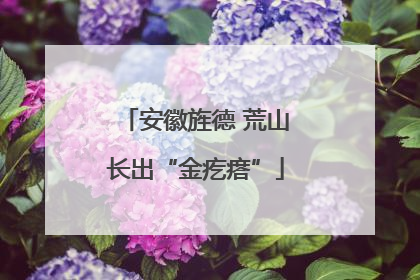 安徽旌德 荒山长出“金疙瘩”