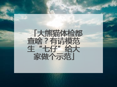 大熊猫体检都查啥？有请模范生“七仔”给大家做个示范