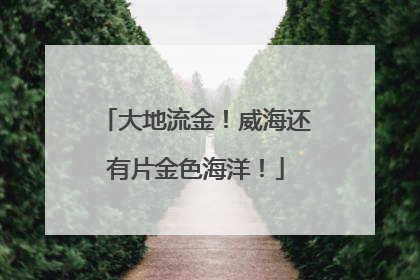 大地流金！威海还有片金色海洋！