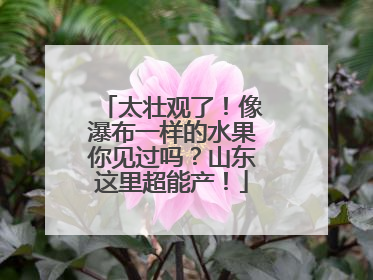 太壮观了！像瀑布一样的水果你见过吗？山东这里超能产！