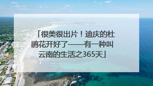 很美很出片！迪庆的杜鹃花开好了——有一种叫云南的生活之365天