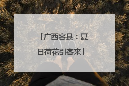 广西容县：夏日荷花引客来
