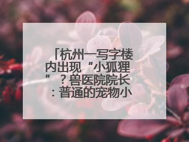 杭州一写字楼内出现“小狐狸”？兽医院院长：普通的宠物小狗，像狐狸犬