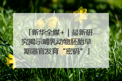 新华全媒+｜最新研究揭示哺乳动物胚胎早期器官发育“密码”