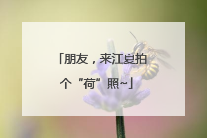 朋友，来江夏拍个“荷”照~