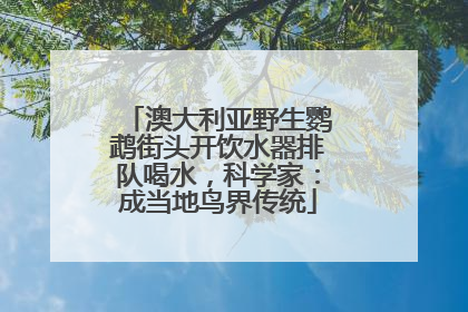 澳大利亚野生鹦鹉街头开饮水器排队喝水，科学家：成当地鸟界传统