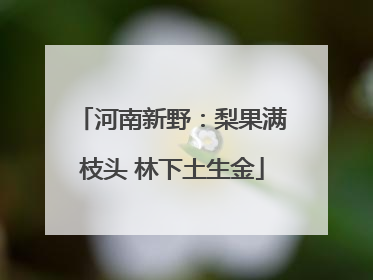河南新野：梨果满枝头 林下土生金