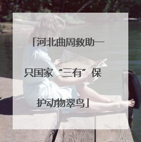 河北曲周救助一只国家“三有”保护动物翠鸟