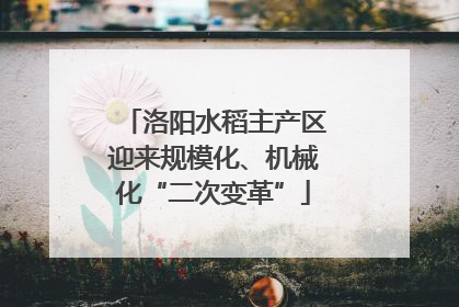 洛阳水稻主产区迎来规模化、机械化“二次变革”