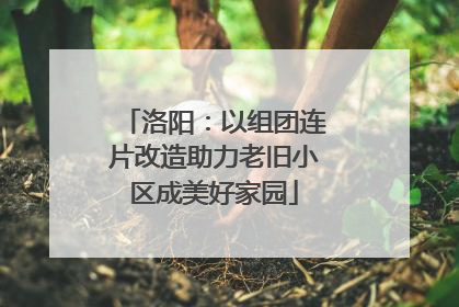 洛阳：以组团连片改造助力老旧小区成美好家园