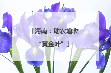 海南：助农增收 “黄金叶”