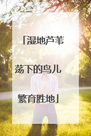 湿地芦苇荡下的鸟儿繁育胜地