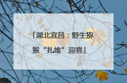 湖北宜昌：野生猕猴“扎堆”迎客