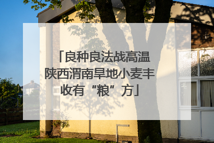 良种良法战高温 陕西渭南旱地小麦丰收有“粮”方