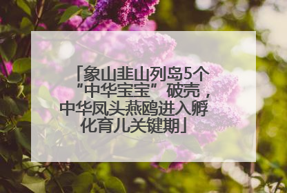 象山韭山列岛5个“中华宝宝”破壳，中华凤头燕鸥进入孵化育儿关键期