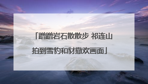 蹭蹭岩石散散步 祁连山拍到雪豹和豺撒欢画面