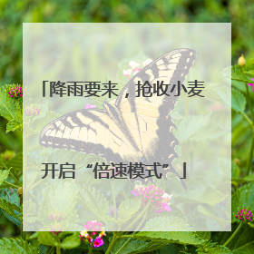 降雨要来，抢收小麦开启“倍速模式”