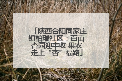 陕西合阳同家庄镇柏瑞社区：百亩杏园迎丰收 果农走上“杏”福路