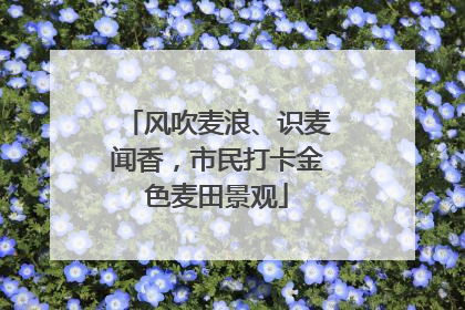 风吹麦浪、识麦闻香，市民打卡金色麦田景观