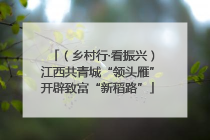 （乡村行·看振兴）江西共青城“领头雁”开辟致富“新稻路”