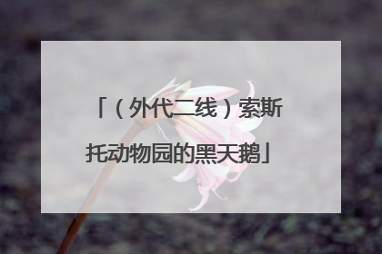 （外代二线）索斯托动物园的黑天鹅